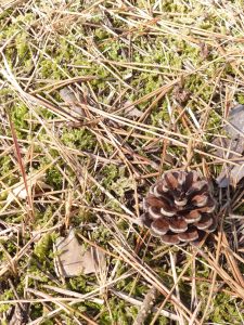 pine-cone